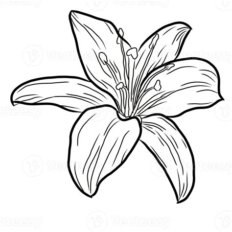Illustrated lily flower line art. Decorative flower lily outlines ...