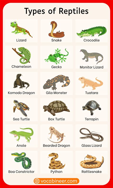 Reptile Animals Name: 80+ Types of Reptile with Their Pictures