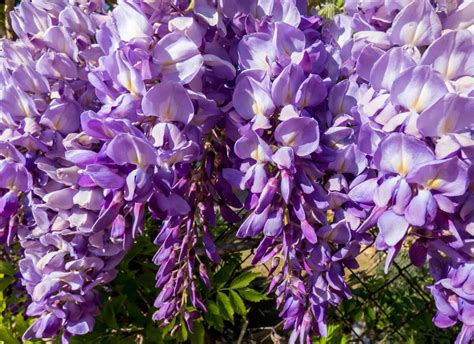 Best Flowering Vines for Vertical Gardening - Home, Garden and Homestead