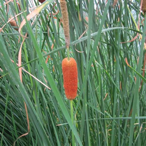 Buy lesser bulrush syn. Typha lugdunensis Typha gracilis: Delivery by ...