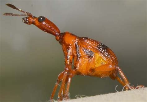 Insect Pests