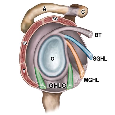 Shoulder Anatomy Labrum