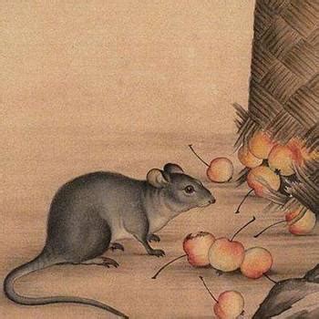 属鼠的在立秋出生命好吗，有福气吗？_华易网