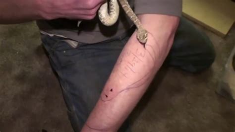 Man who let deadly snakes bite him 200+ times could be key to new antivenom