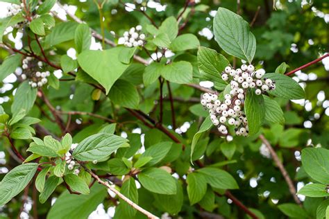 Red Osier Dogwood – Hood River Soil & Water Conservation District
