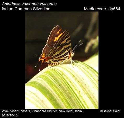 Spindasis vulcanus | Butterfly