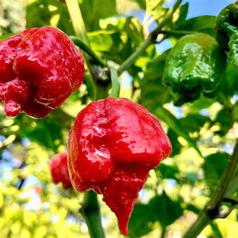 Dragon's Breath Chili Pepper Seeds – Pepper Joe’s