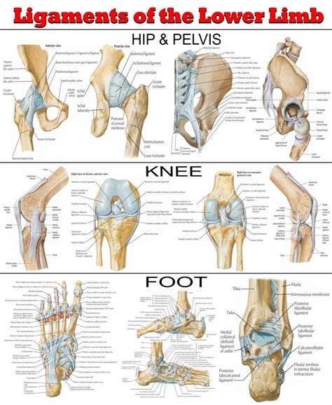 Ligaments of the Lower Limb: an Anatomical Overview Poster | Ready-to ...