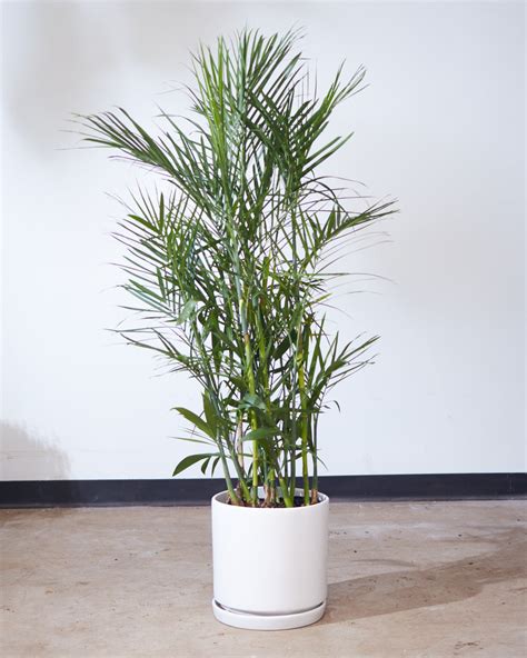 Bamboo Palm Plant