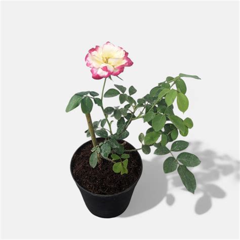 Buy Rose Bicolor Plant online at best price from plantsguru