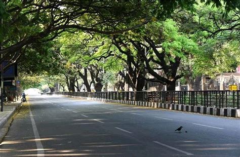 Tree City Mumbai: पेड़ों का शहर बना मुंबई, संयुक्त राष्ट्र से मिला ...