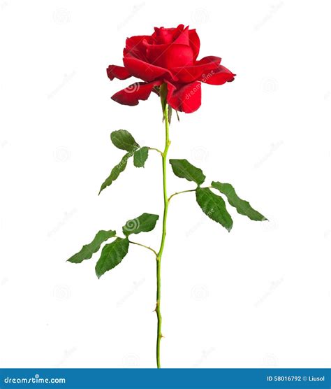 Long Stem Red Rose Stock Photo - Image: 58016792