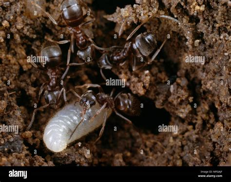 BLACK ANTS with larvae Lasius niger Stock Photo - Alamy