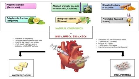 The Potential Properties of Natural Compounds in Cardiac Stem Cell ...