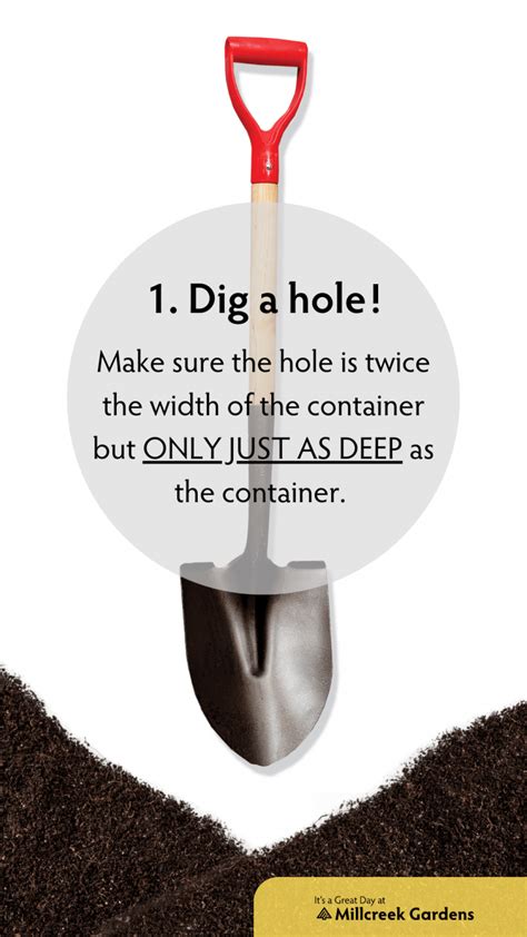 Image result for Tree Planting Guide