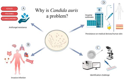 Candida auris Outbreaks: Current Status and Future Perspectives