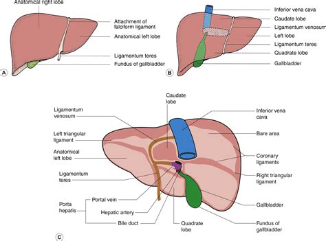Ligamentum Teres Liver Diagram
