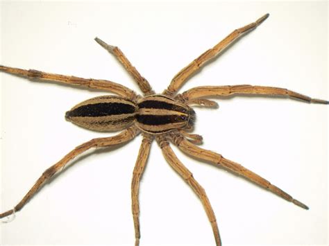 Wolf Spider Dangerous