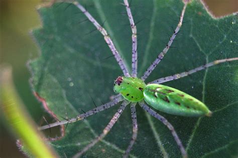 The Green Lynx Spider