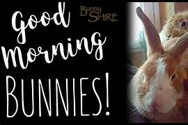 Image result for Good Morning Spring Bunnies