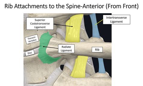 Bjj Slipped Rib at Jamie Cartwright blog