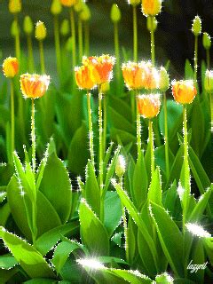 Image result for Tulips Flower Using Python