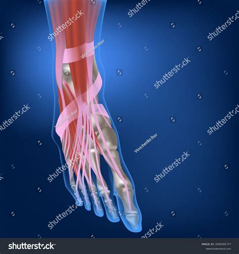 Foot 的图像结果