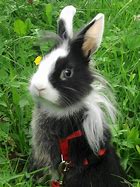 Image result for Bunny Baby Holes