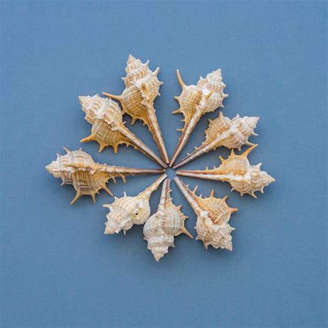 Image result for Marine Shells