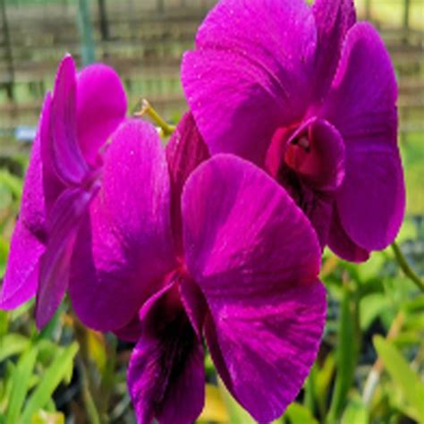 Dendrobium Orchid Plant Miss Asian - Seedling