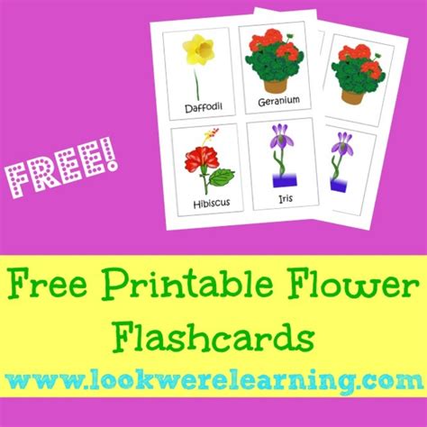 Spring FlashCards 的图像结果