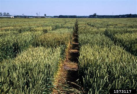 wheat (Genus Triticum L.)