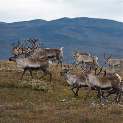 Reindeer Are They Endangered