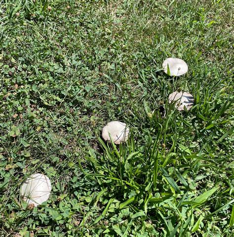 Agaricus campestris - Meadow Mushrooms - Eat The Planet