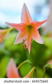 Image result for Everything Reproduction System