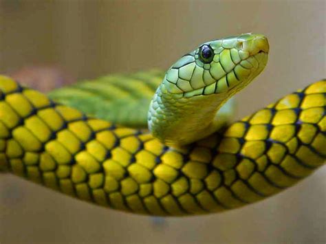 Image result for Generate HTML Document On Python Docstring