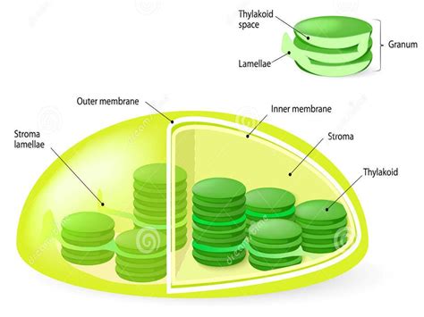 SONU ACADEMY: PLANT CELL -TEXT
