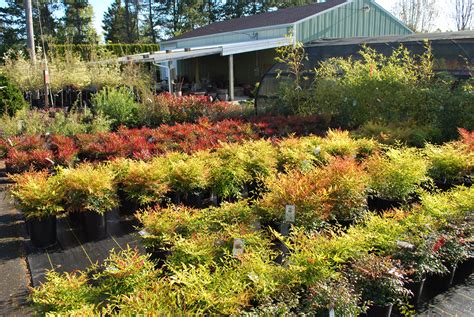 SHRUBS | portlandavenursery