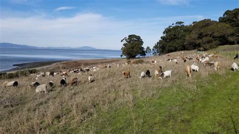 Point Pinole Regional Shoreline - tripswithvanda
