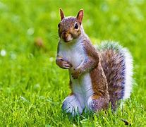 Image result for Cute Squirrel