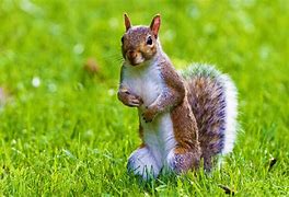 Image result for Cool Colorful Animal Wallpaper