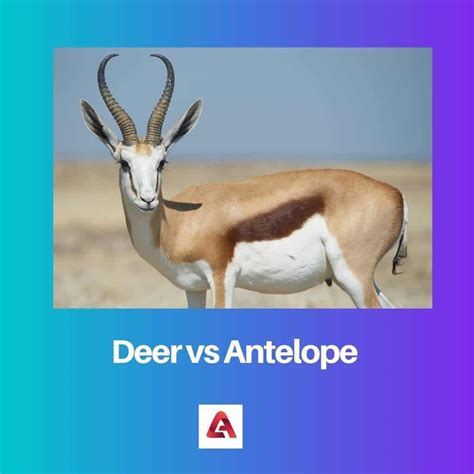 Deer vs Antelope: Difference and Comparison