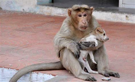 Monkey Adopts A Puppy And Takes Better Care Of It Than Most Humans Would