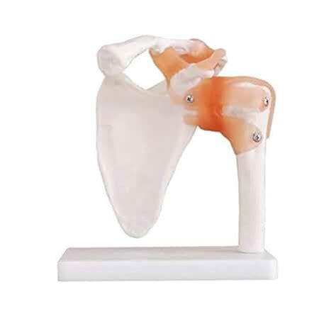 Image result for Shoulder Joint Model