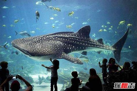 世界上最大的鱼是什么