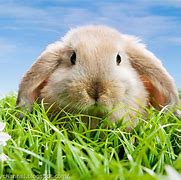 Image result for Cute and Funny Bunnies