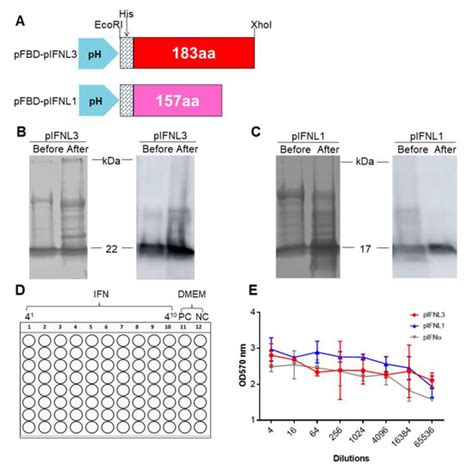 Antiviral Effect of pIFNLs against PEDV and VSV Infection in Different ...