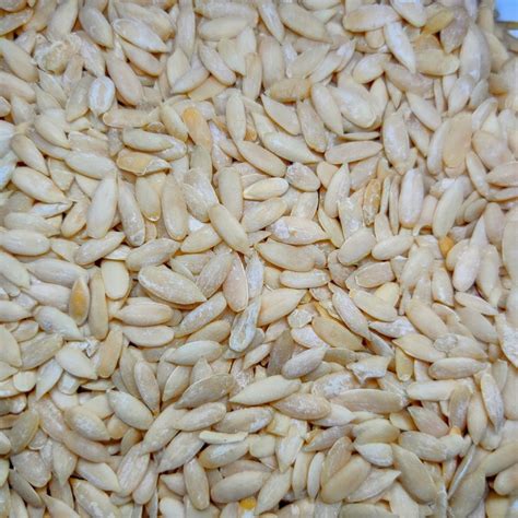 Buy Kharbooja magaj at best price in Jhansi