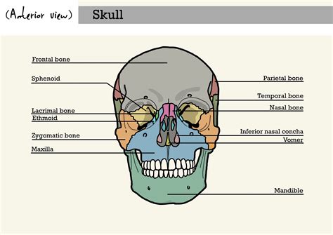 Anatomy - Skull bones anterior view