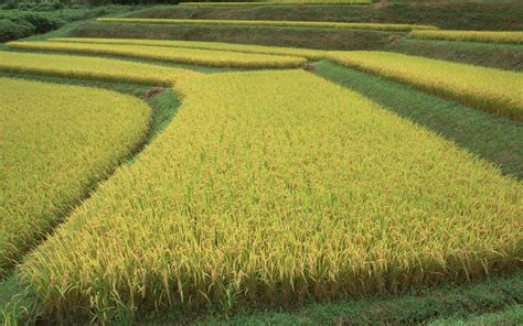 水稻种植追溯系统 吃得更放心_赢在移动